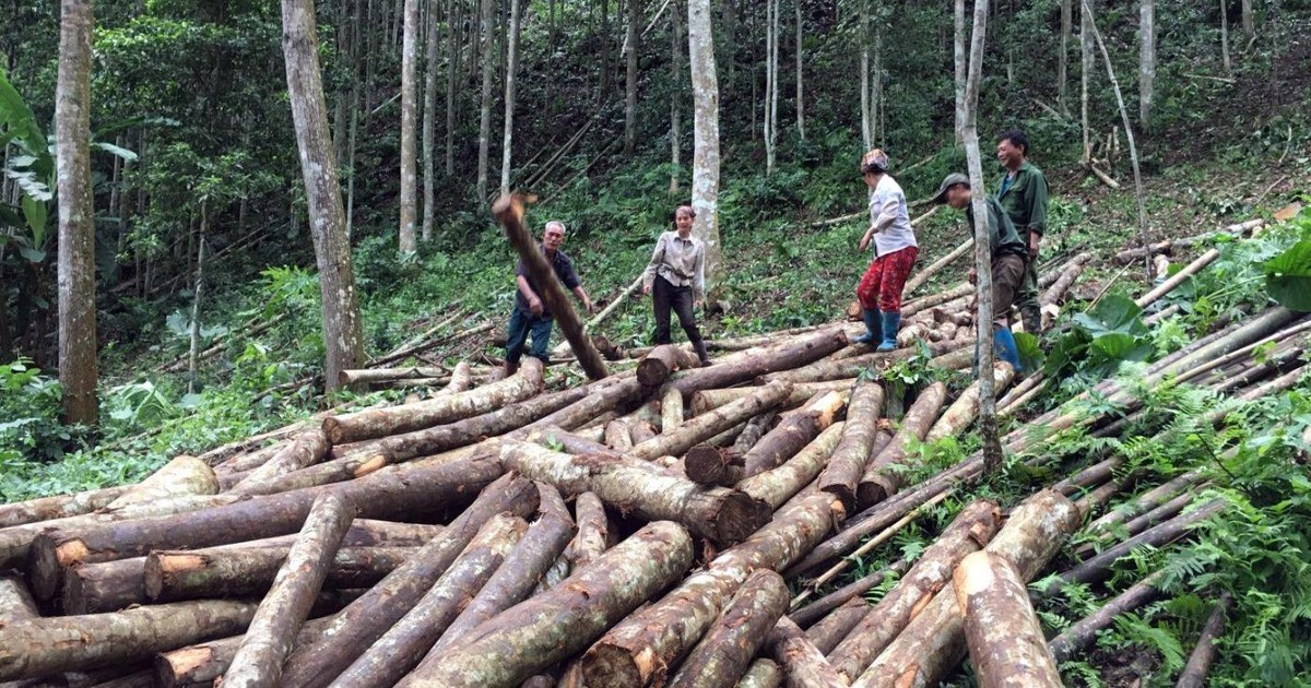 Trồng rừng gỗ lớn ở các tỉnh miền núi