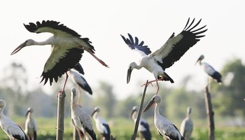 Việt Nam được xác định là một trong những khu vực quan trọng bậc nhất trong mạng lưới các tuyến đường bay chim di cư và các loài chim đặc hữu. (Ảnh minh họa: Internet)