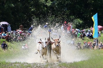 Lễ hội đua bò truyền thống của đồng bào Khmer. 