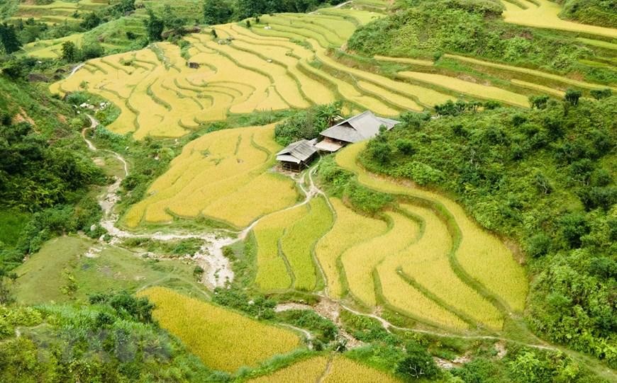 Hình ảnh sắc vàng phủ kín ruộng bậc thang ở vùng cao Hà Giang ảnh 10