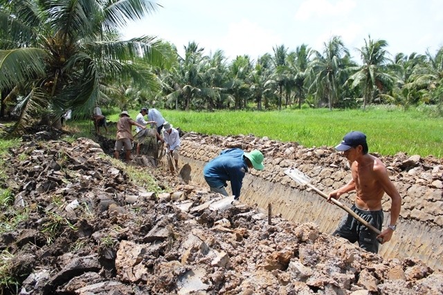 Chuyển đổi mô hình từ trồng lúa sang trồng dừa để thích ứng hạn, mặn tại huyện Giồng Trôm, tỉnh Bến Tre.