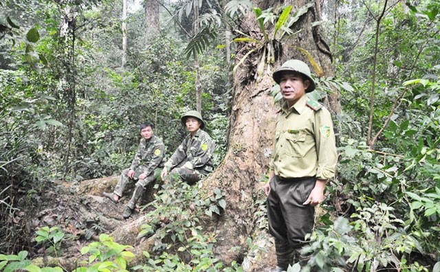 Lực lượng kiểm lâm tỉnh Tuyên Quang tuần tra bảo vệ rừng.