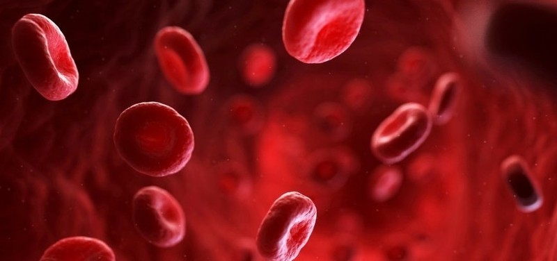 Hình ảnh phóng to máu của người mắc bệnh sốt rét. Ảnh: Getty Images.