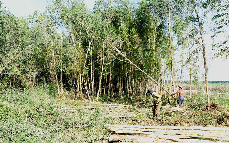 Khai thác gỗ rừng trồng tại Công ty TNHH một thành viên U Minh Hạ. Ảnh: VĂN SINH