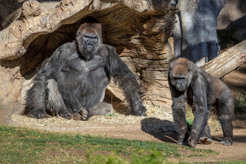 Một số con khỉ đột tại Sở thú San Diego đã xét nghiệm dương tính với Covid-19 vào tháng 1. Ảnh: San Diego Zoo Global.