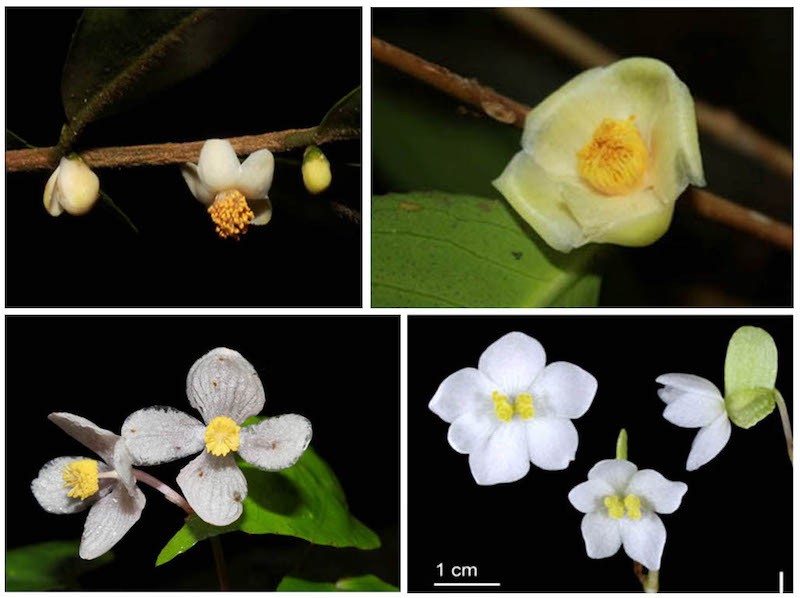 Bốn loài thực vật mới được công bố có xuất xứ từ Vườn quốc gia Bidoup - Núi Bà.