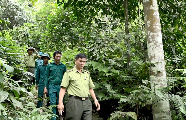 Cán bộ Kiểm lâm huyện Chiêm Hóa (Tuyên Quang) tuần tra, kiểm soát bảo vệ rừng. Ảnh: CTV