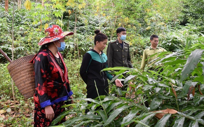 Cán bộ kiểm lâm huyện Mường Nhé hướng dẫn người dân thực hiện mô hình trồng sa nhân dưới tán rừng.