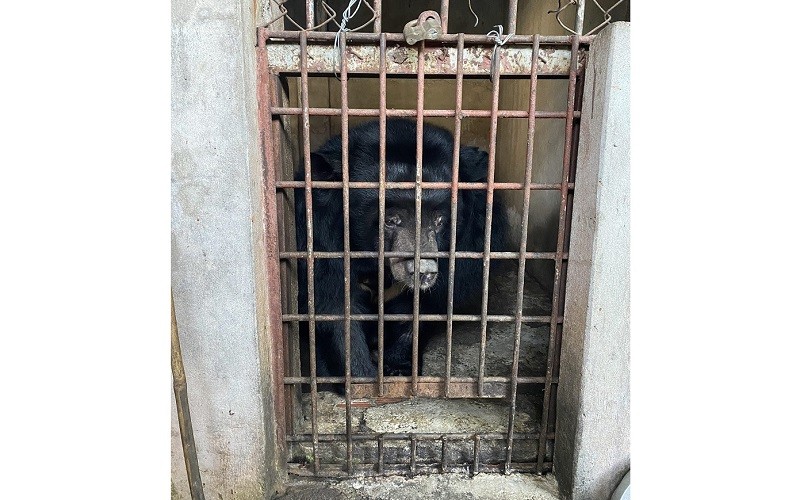 Một trong số 9 cá thể gấu trước khi được cứu hộ tại tỉnh Bình Dương trong 2 ngày 10-11/2/2022. (Ảnh: ENV cung cấp)