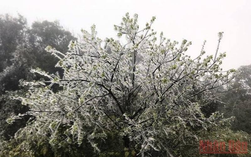 Băng tuyết xuất hiện trên khu vực cáp treo, ở đỉnh Phan Xi Păng, thị xã Sa Pa (Lào Cai).
