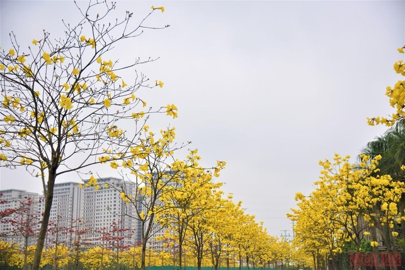 Người Hà Nội ngắm hoa phong linh rung rinh trong gió tháng ba