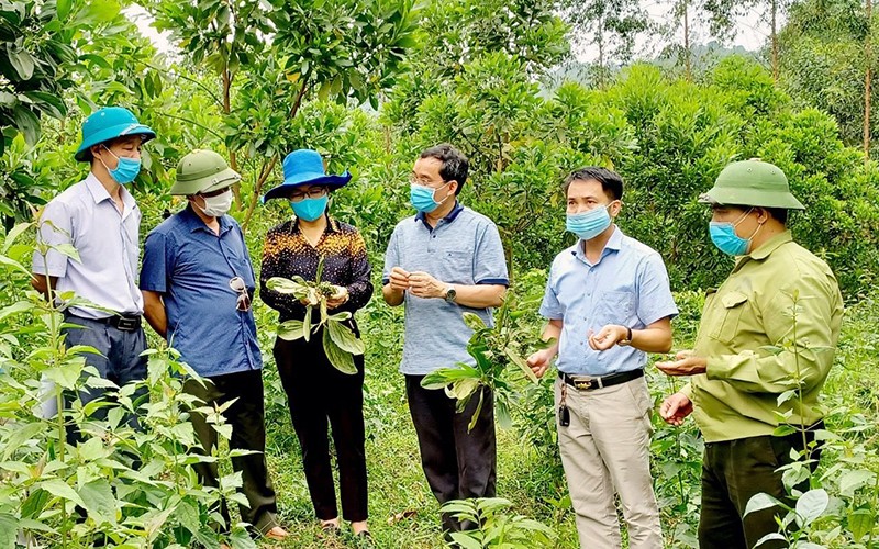 Kiểm tra tiến độ sinh trưởng của cây gáo trắng tại xã Tân Tiến, huyện Yên Sơn (Tuyên Quang). 