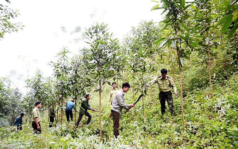 Người dân xã Bảo Hà, huyện Bảo Yên (Lào Cai) chuyển đổi từ trồng sắn sang quế, vừa phủ xanh đồi núi, vừa đem lại hiệu quả kinh tế cao, bền vững. (Ảnh Quốc Hồng)