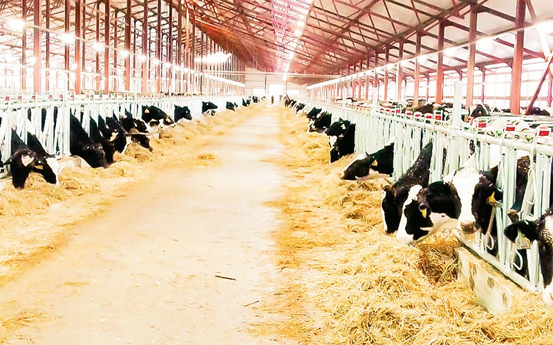 Đàn bò tại trang trại TH luôn được bảo đảm “5 không” theo quy định của Hội đồng Phúc lợi Động vật Anh Quốc.