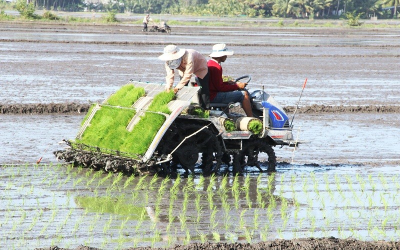Tỉnh Hậu Giang hỗ trợ nông dân nhân rộng mô hình sản xuất lúa thông minh.