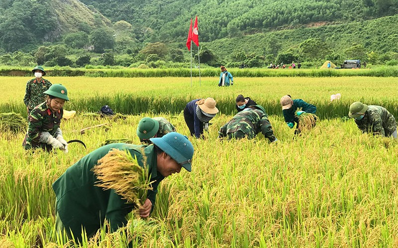 Cán bộ, chiến sĩ, công nhân Ðoàn kinh tế quốc phòng 79 gặt lúa giúp nhân dân. 