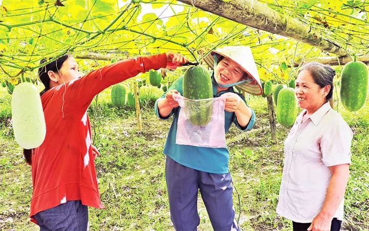 Du khách mua bí xanh thơm tại vườn trồng ở xã Địa Linh, huyện Ba Bể, tỉnh Bắc Kạn.