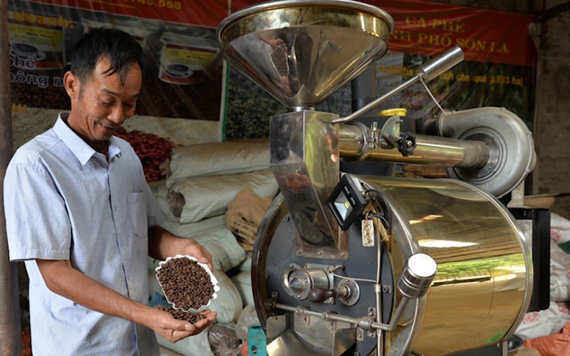 Ông Nguyễn Xuân Thao, Giám đốc Hợp tác xã Cà-phê Bích Thao Sơn La kiểm tra chất lượng hạt cà-phê. 