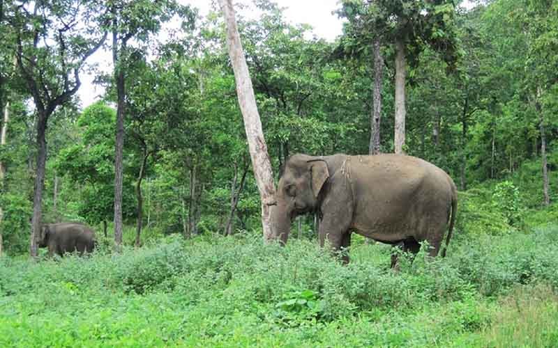 Trên địa bàn tỉnh Đắk Lắk có nhiều đàn voi hoang dã sinh sống cần được bảo vệ.
