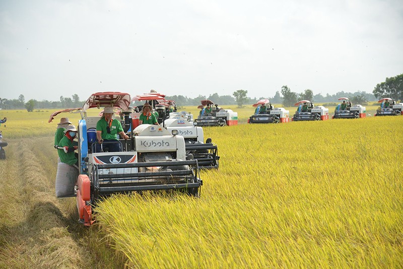 Theo quy hoạch, nông nghiệp đồng bằng sông Cửu Long tiếp tục chuyển đổi mạnh mẽ, bớt phụ thuộc vào cây lúa. Ảnh: N.Thủy