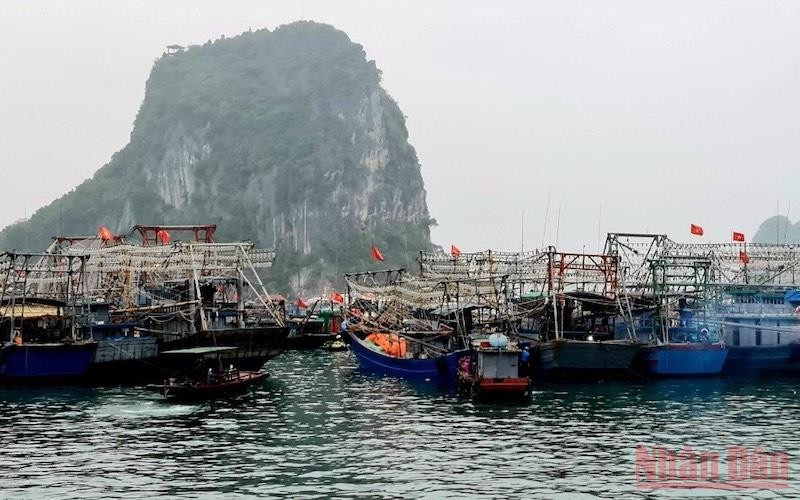 Các tàu vào bờ neo đậu an toàn tránh trú bão số 1 tại Cảng Cái Rồng, huyện Vân Đồn, Quảng Ninh.