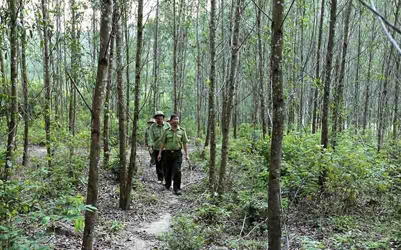 Kiểm lâm tỉnh Bình Định kiểm tra công tác bảo vệ rừng phòng hộ.