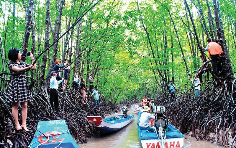  Khu khách trải nghiệm du lịch sinh thái dưới tán rừng ngập mặn tại Vườn Quốc gia Mũi Cà Mau. Ảnh trong bài | Hữu Tùng