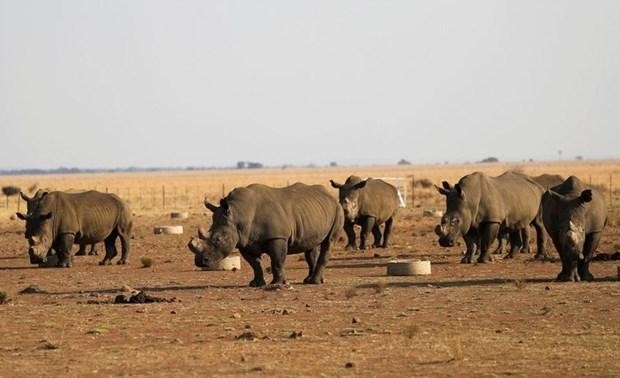 Tê giác tại khu bảo tồn tê giác Buffalo Dream Ranch. (Nguồn: Reuters) 