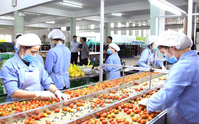 Sản xuất rau, củ, quả công nghệ cao tại Công ty TNHH sản xuất thương mại nông sản Phong Thúy ở huyện Ðức Trọng, tỉnh Lâm Ðồng. 