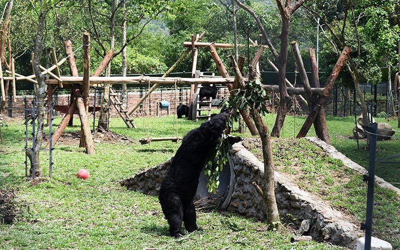 Cá thể gấu sau khi được cứu đang sinh sống tại Trung tâm Cứu hộ gấu Việt Nam. (Ảnh Bảo Trinh)