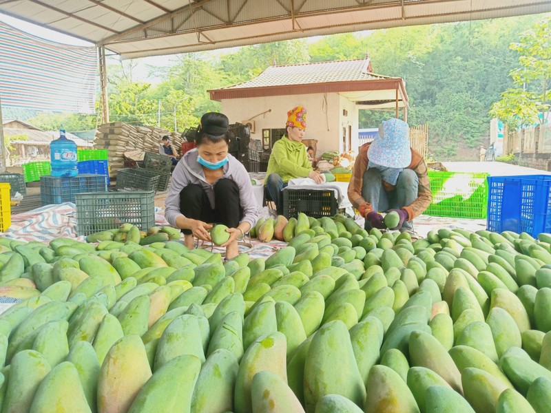 Đóng gói xoài xuất khẩu sang Trung Quốc tại Hợp tác xã nông nghiệp an toàn Chiềng Hặc, huyện Yên Châu, tỉnh Sơn La.