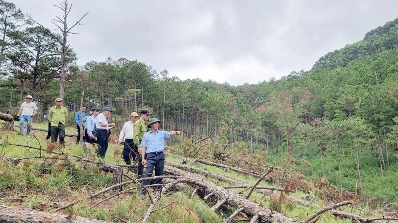 Chủ tịch UBND tỉnh Lâm Đồng và cơ quan chức năng kiểm tra hiện trường vụ phá rừng tại tiểu khu 144B.