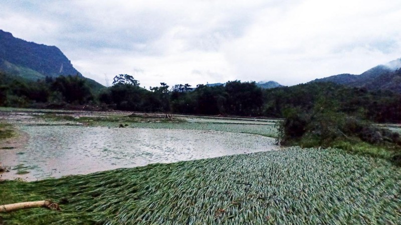 Nước lũ khiến nhiều diện tích lúa chuẩn bị cho thu hoạch ở xã Yên Thành (Quang Bình) bị gãy đổ. (Ảnh: Mộc Lan)