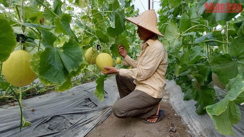 Mô hình trồng dưa lưới ứng dụng công nghệ cao của Hợp tác xã Dương Quang (thành phố Bắc Kạn). (Ảnh: Thu Cúc)