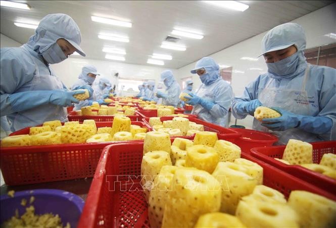 Chế biến sản phẩm dứa đóng hộp tại nhà máy của Công ty cổ phần xuất nhập khẩu nông sản An Giang. (Ảnh tư liệu: TTXVN)