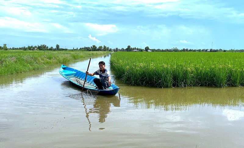 Nông dân xã Trí Lực kiểm tra tôm sú nuôi xen canh trong ruộng lúa trước khi thu hoạch.