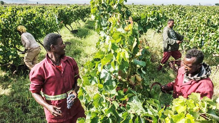 “Cuộc phiêu lưu rượu vang” của Ethiopia 