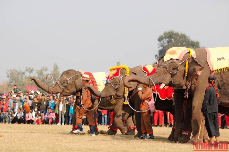 Độc đáo lễ hội voi ở Lào ảnh 1