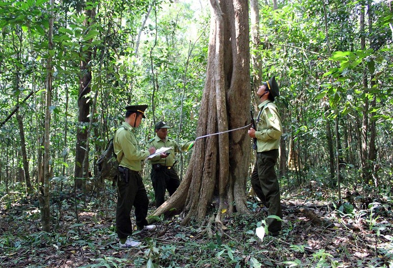 Cán bộ kiểm lâm tỉnh Đồng Nai kiểm tra tình trạng của cây trong Khu bảo tồn thiên nhiên-văn hóa Đồng Nai. (Ảnh VŨ HỘI)