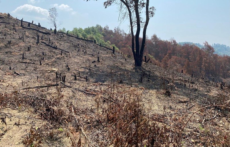 Tồn tiền dịch vụ môi trường rừng tại huyện Điện Biên đã ảnh hưởng không nhỏ đến hiệu quả công tác bảo vệ rừng ở địa phương này (trong ảnh, một cánh rừng tại xã Na Ư, huyện Điện Biên đã bị phá).