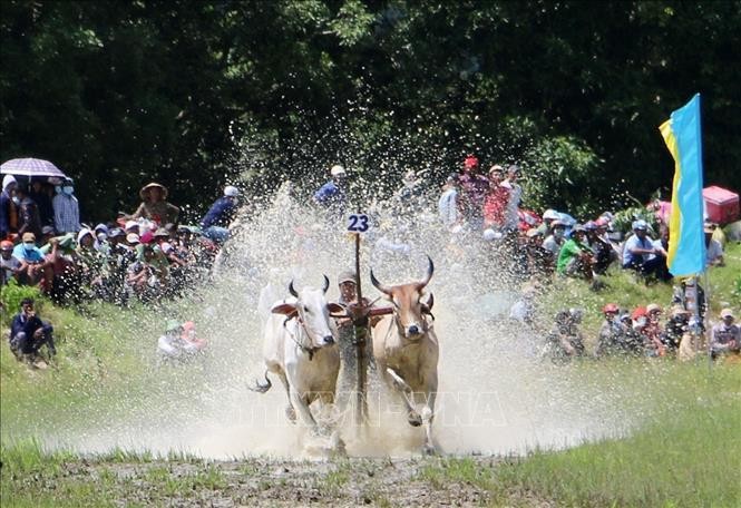 Lễ hội đua bò truyền thống của đồng bào Khmer. 