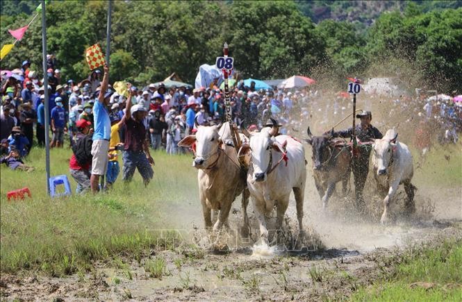 [Ảnh] Tưng bừng lễ hội đua bò truyền thống của đồng bào Khmer ảnh 1