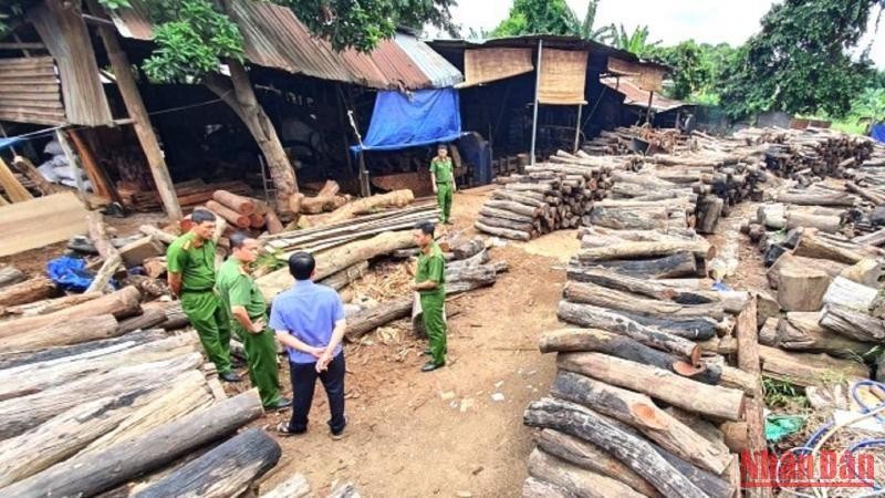 Bãi tập kết trái phép hơn 60m3 gỗ quý ngay giữa trung tâm thành phố Buôn Ma Thuột vừa bị Công an thành phố phát hiện.