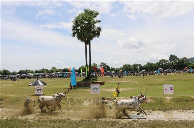 [Ảnh] Tưng bừng lễ hội đua bò truyền thống của đồng bào Khmer ảnh 3