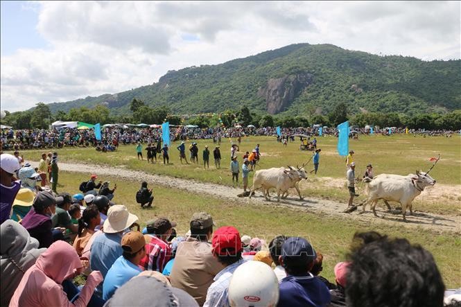 [Ảnh] Tưng bừng lễ hội đua bò truyền thống của đồng bào Khmer ảnh 6