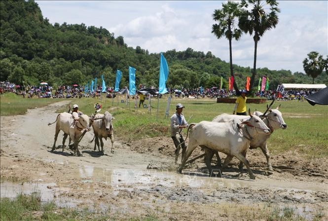 [Ảnh] Tưng bừng lễ hội đua bò truyền thống của đồng bào Khmer ảnh 5