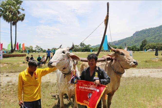 [Ảnh] Tưng bừng lễ hội đua bò truyền thống của đồng bào Khmer ảnh 8