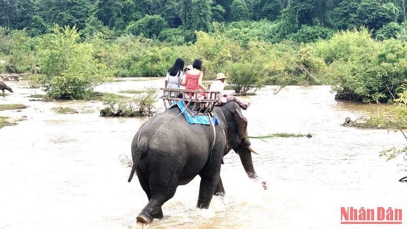 Dự án do tổ chức AAF tài trợ sẽ góp phần đẩy nhanh việc chuyển đổi mô hình du lịch cưỡi voi sang mô hình du lịch thân thiện với voi trên địa bàn tỉnh Đắk Lắk.