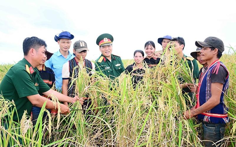 Niềm vui của đồng bào dân tộc thiểu số tỉnh Gia Lai khi cây lúa xen canh được mùa.