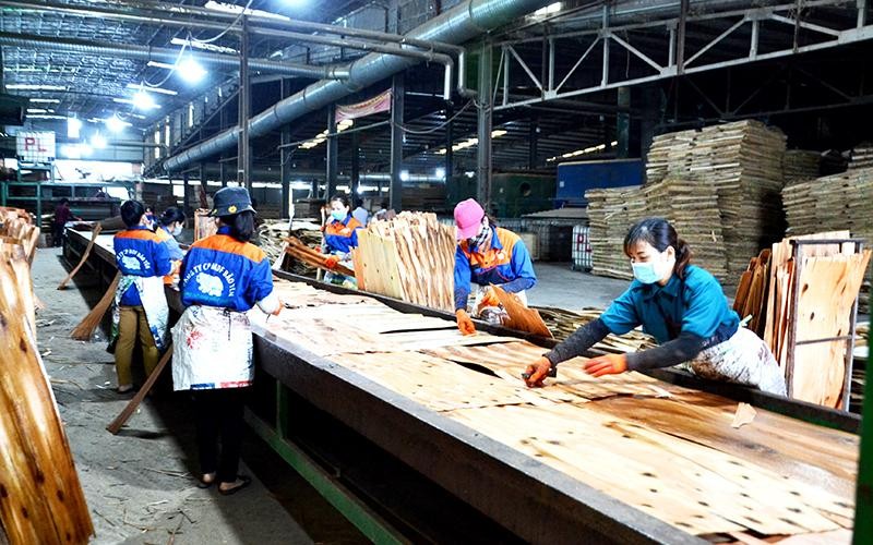 Sản xuất ván ép và gỗ thanh từ gỗ rừng trồng ở Nhà máy sản xuất gỗ MDF Bảo Yên, tỉnh Lào Cai. (Ảnh QUỐC HỒNG)